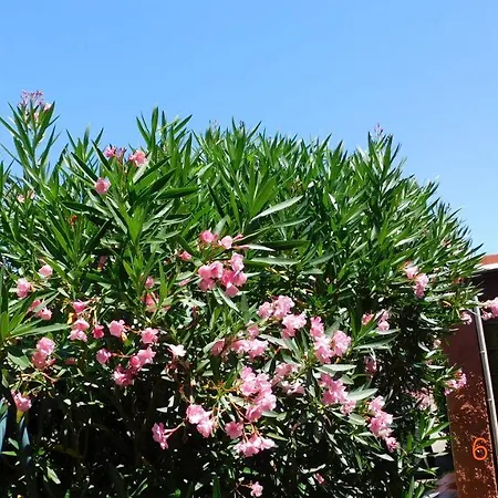 La Garrigue